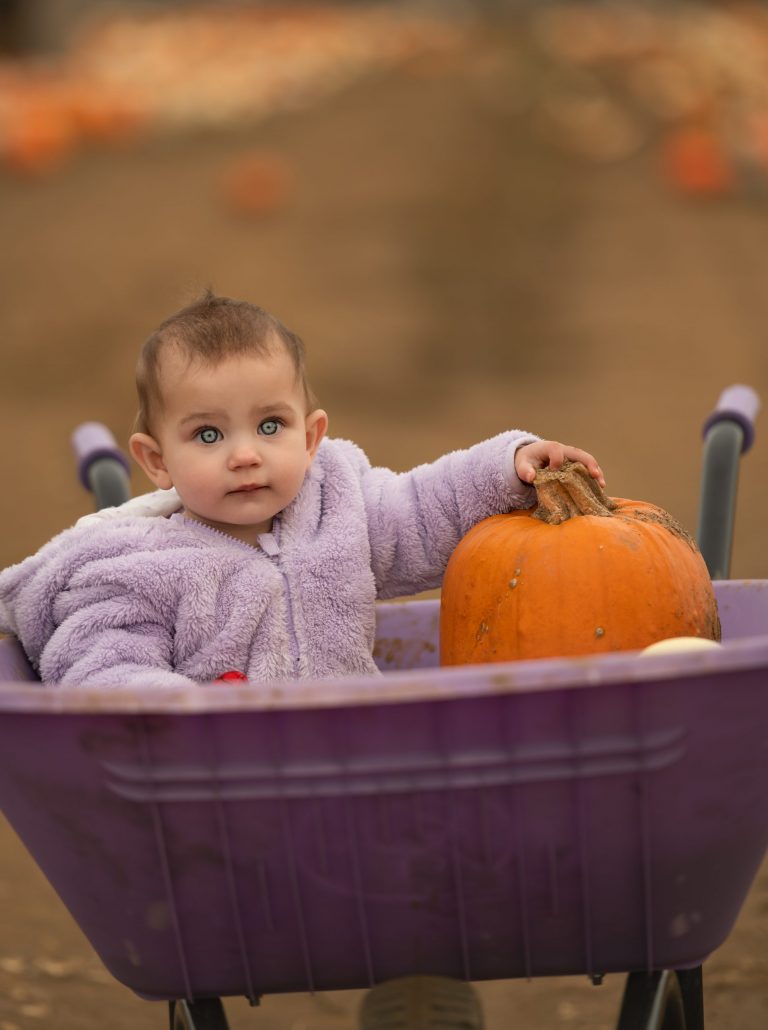 girl in wheel barrow pumpkin picking
